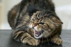 кот