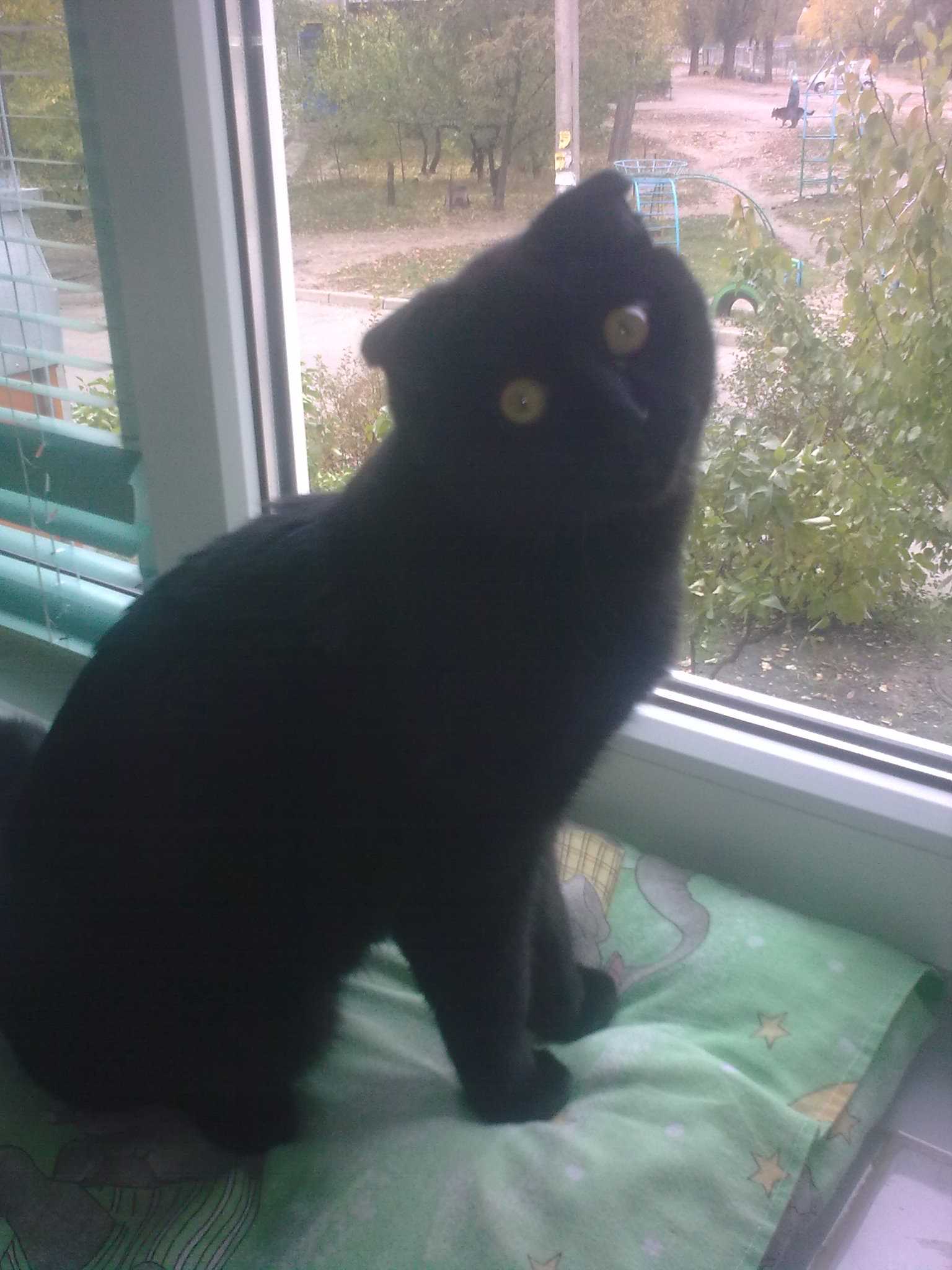 ВИДЕО:  Кот и печенье