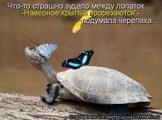  "Крылья для черепахи".  Зинаида Новоточенова, г. Северодонецк