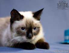 Юрий Бочаров "Про кошку Симу"