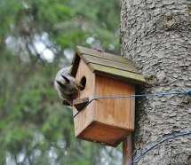 У каждого зверька  свой домик
