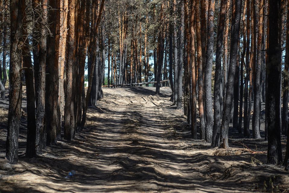 Луганская, лесные пожары