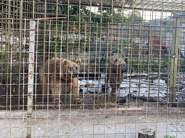 В Сочи медведи задрали 11-летнего мальчика: животных застрелили