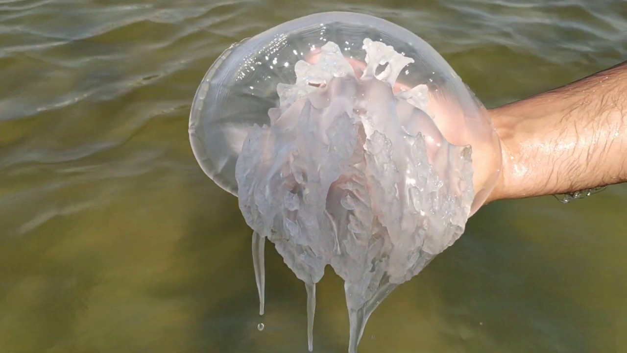 медузи