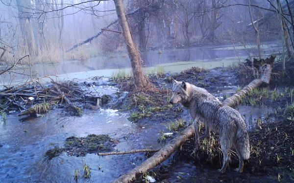 Чернобыль