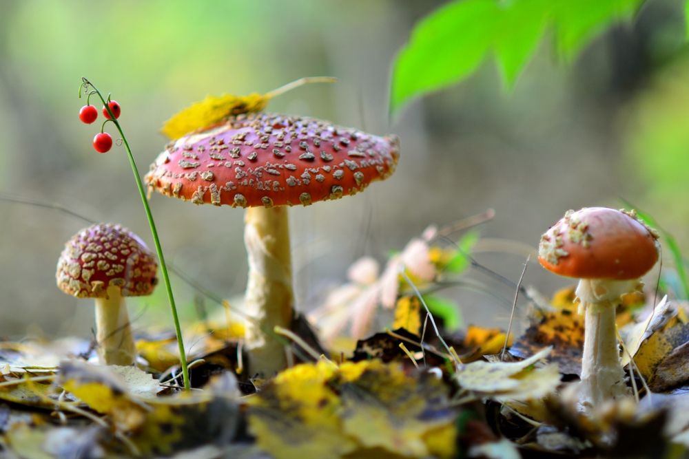 микродозинг мухомора