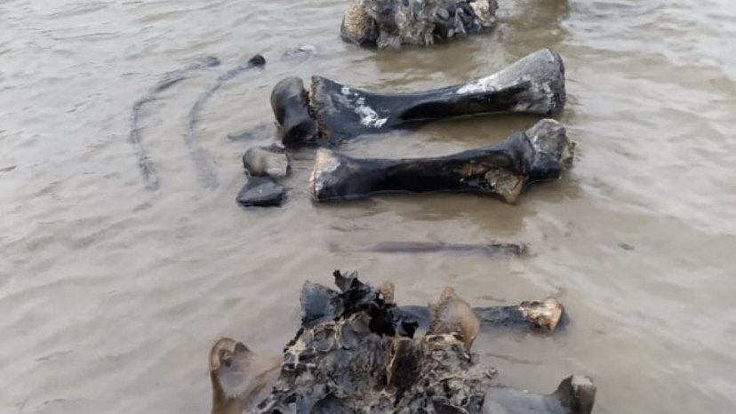 На Ямале обнаружили хорошо сохранившиеся останки взрослого мамонта