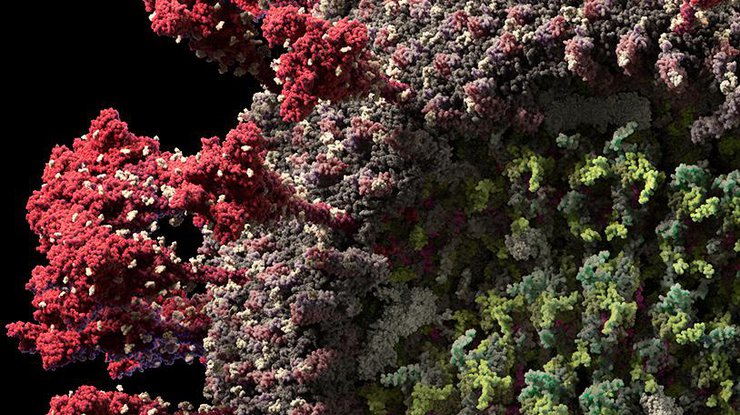 Создана детальная 3D-модель вируса SARS-CoV-2