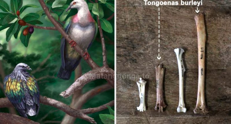 На островах Тонга в Тихом океане найдены останки древнего гигантского голубя