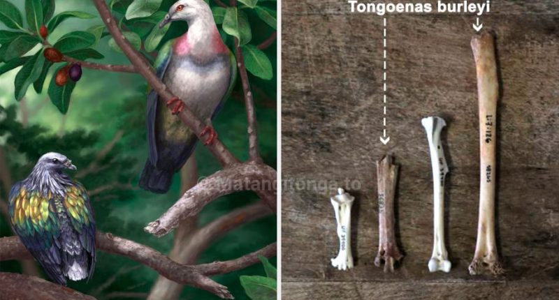 На островах Тонга в Тихом океане найдены останки древнего гигантского голубя