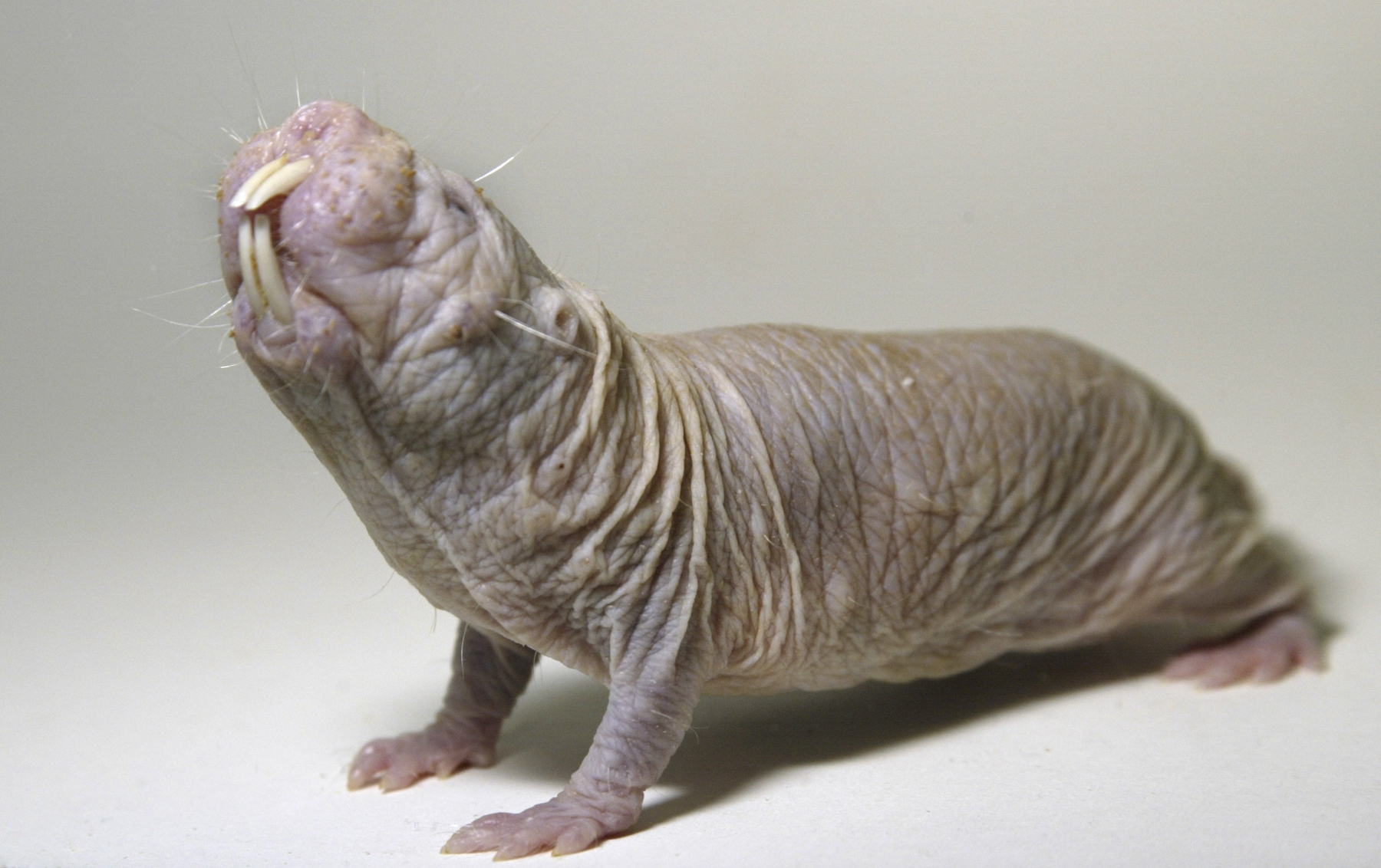 голый землекоп