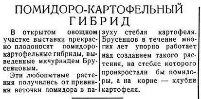 помидофель