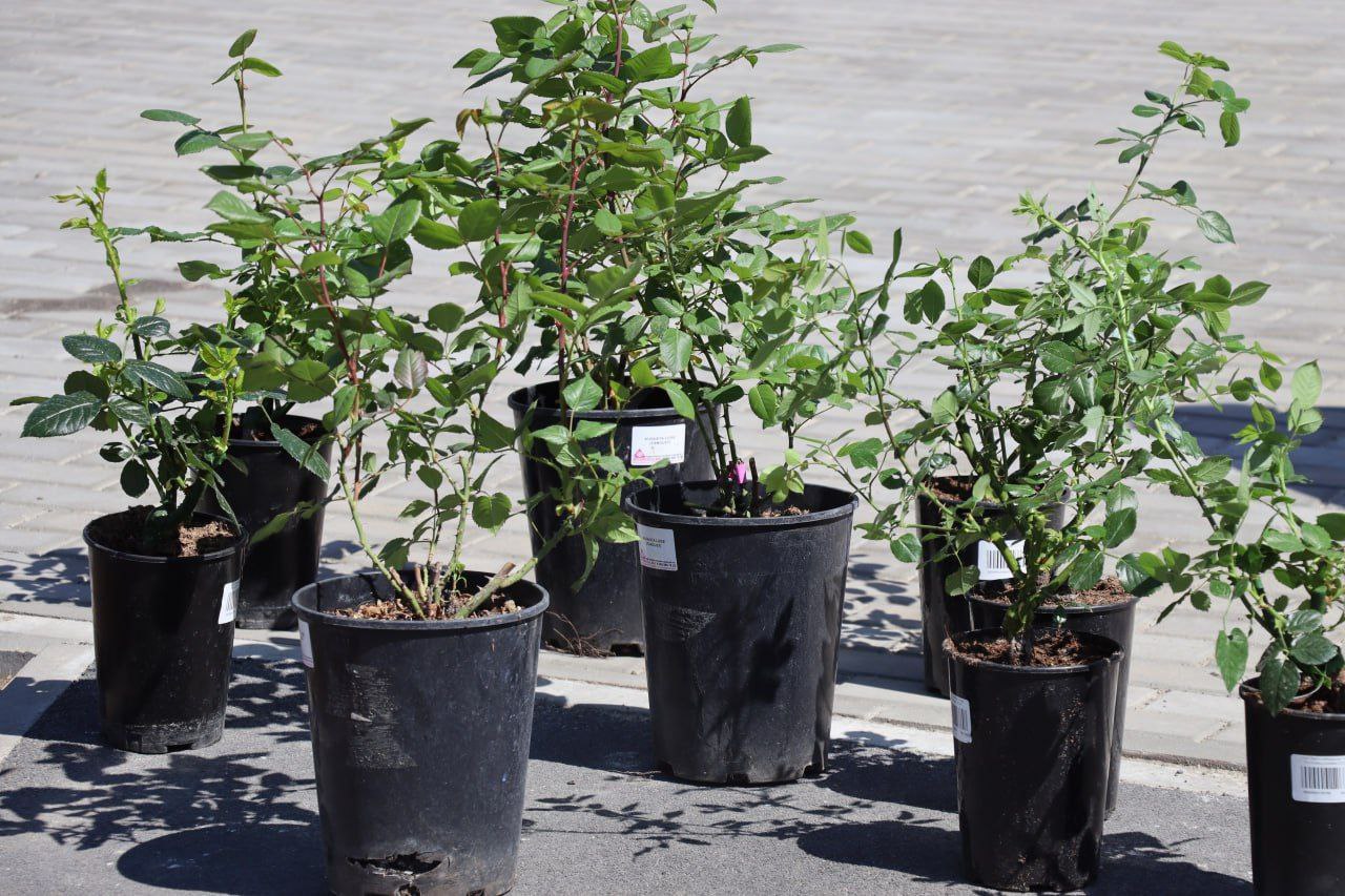 Оккупированный Северодонецк