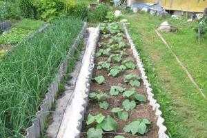 как и что сажать