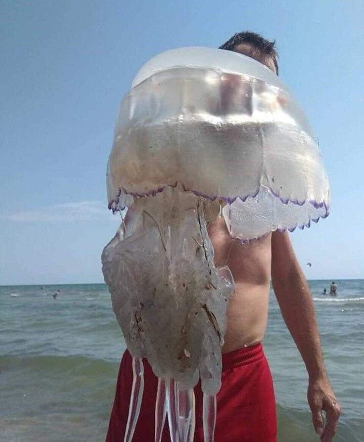 медуза