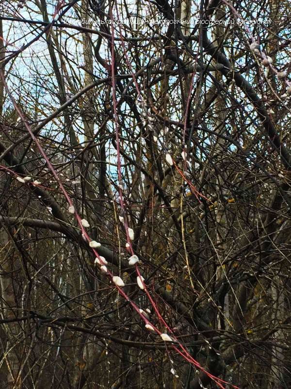 заповедник