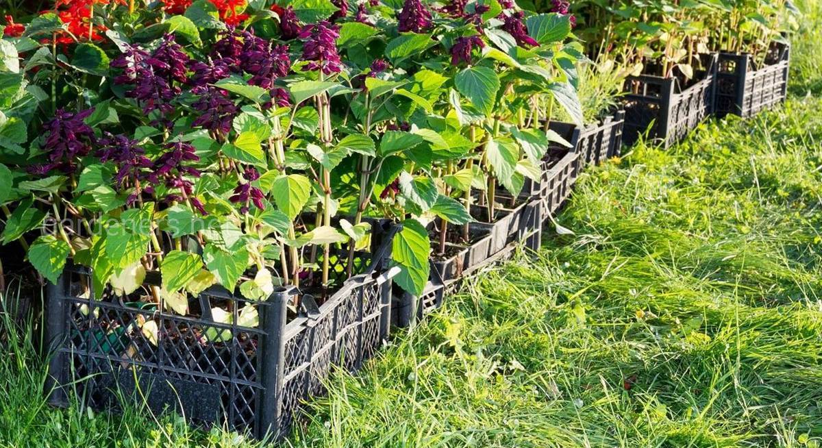 купить ящик пластиковый