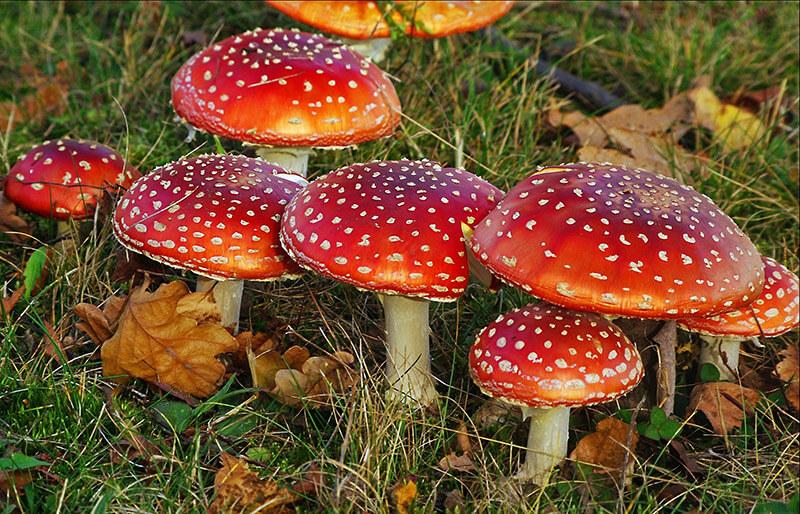 мікродозинг мухомору