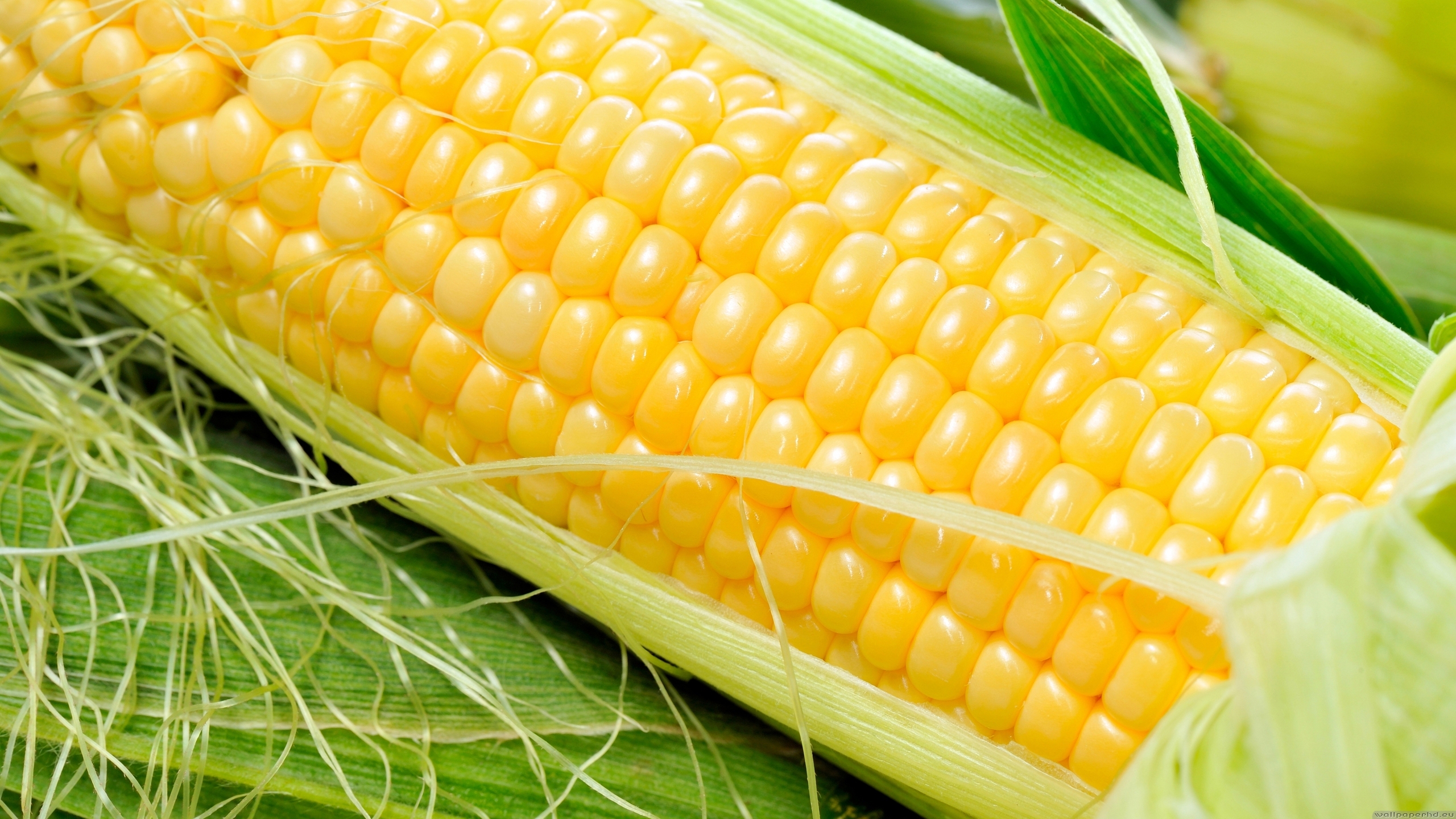 гербіциди для кукурудзи