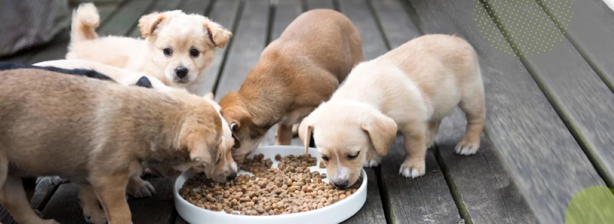 сухой корм для собак
