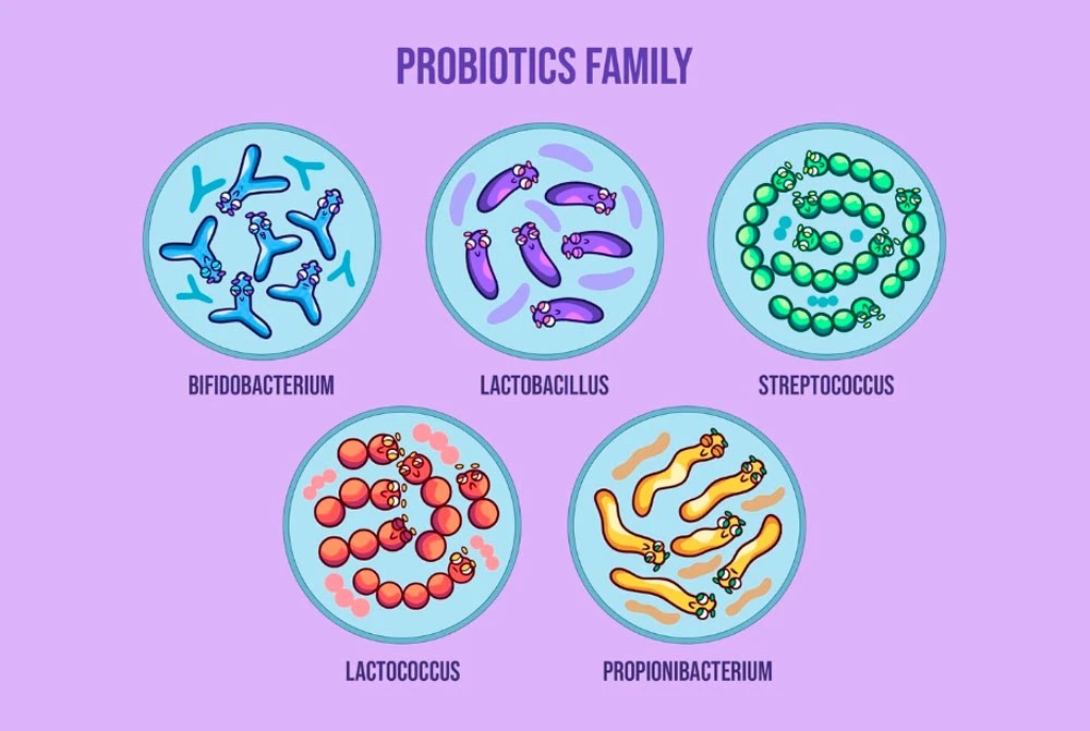 Пробіотики: чому кишківник потребує підтримки?