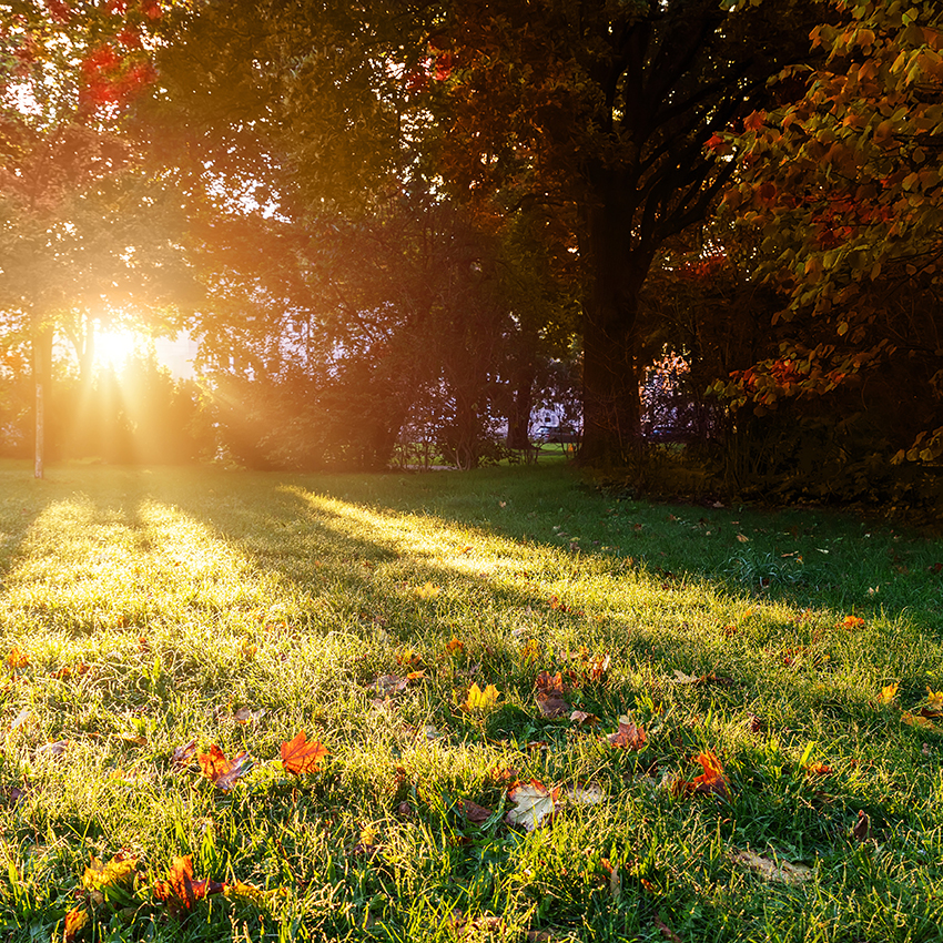 добриво для газону