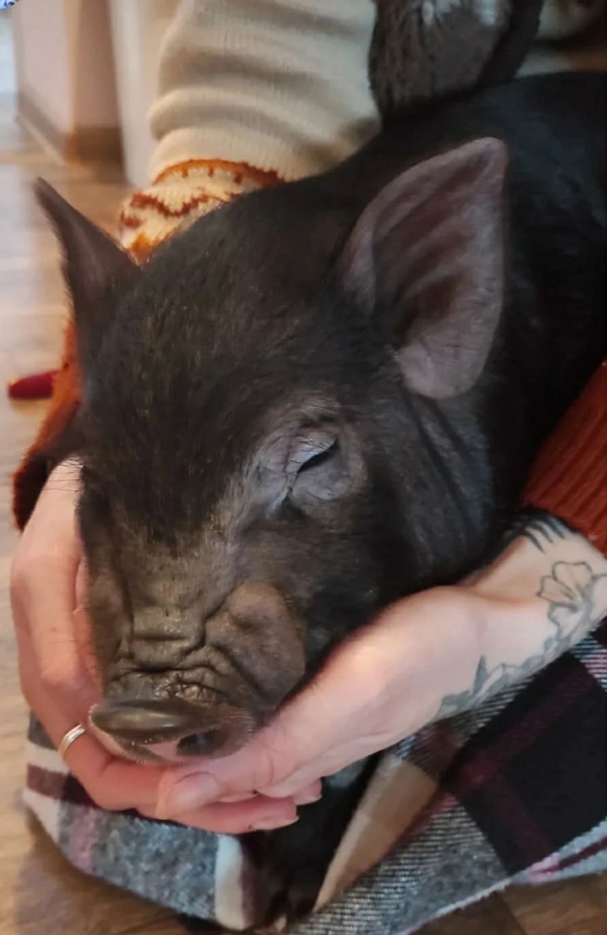 історія кабана Гудочка з Буковини