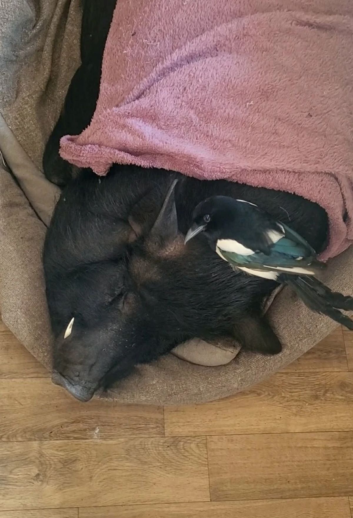 історія кабана Гудочка з Буковини