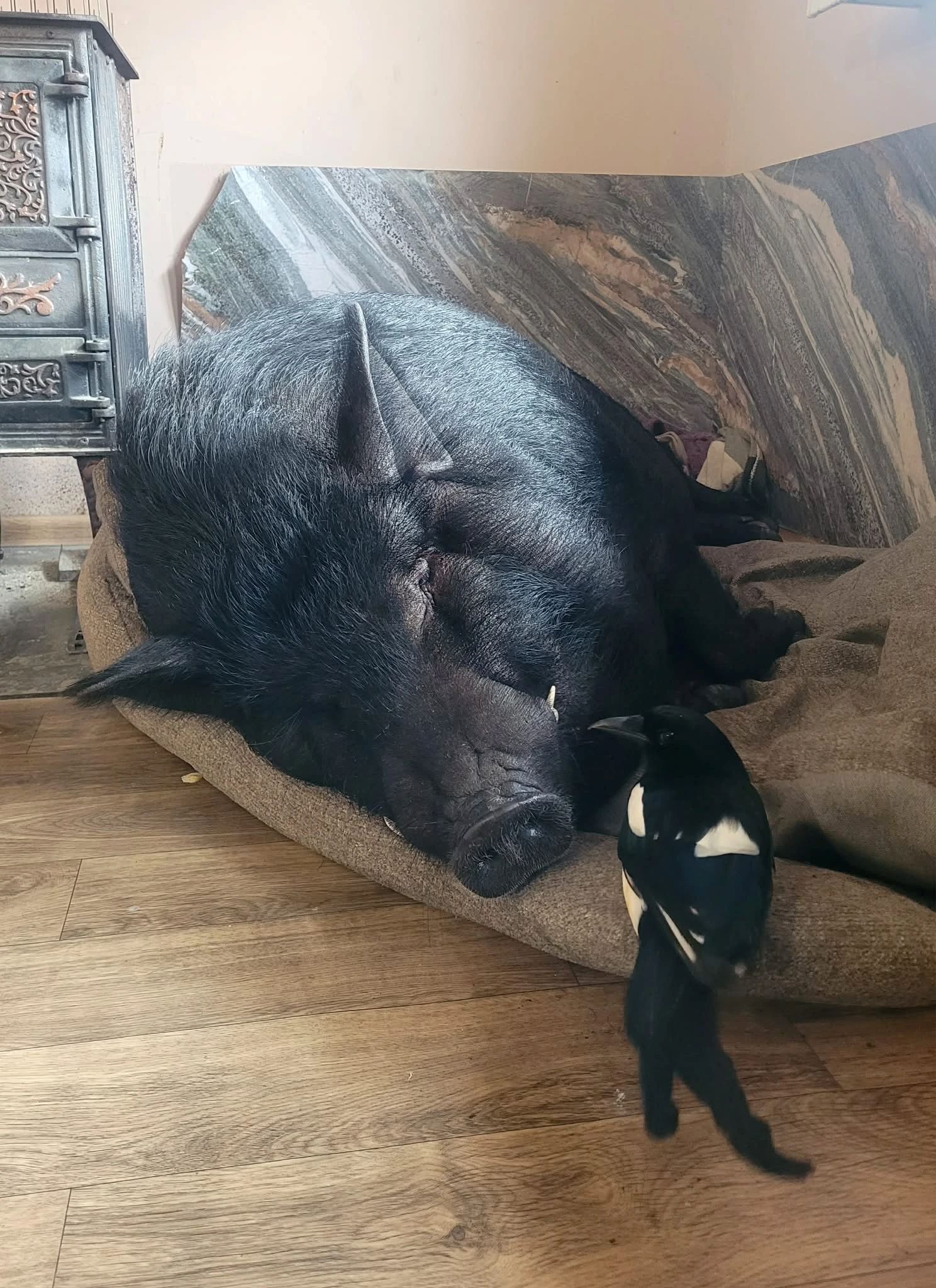 історія кабана Гудочка з Буковини