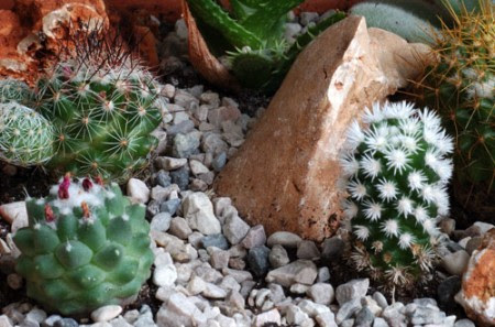 домашний сад