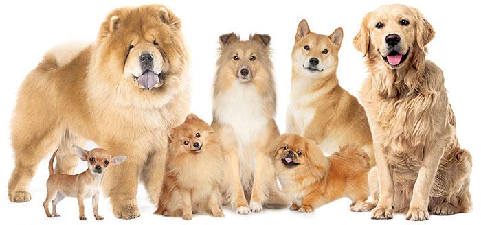 Как встречать Новый 2018 год Собаки и какое должно быть меню Как встречать Новый 2018 год Собаки и какое должно быть меню