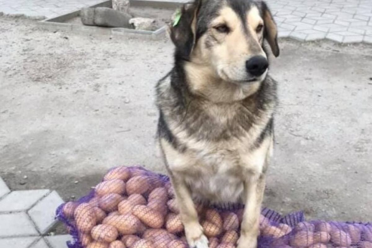 пес