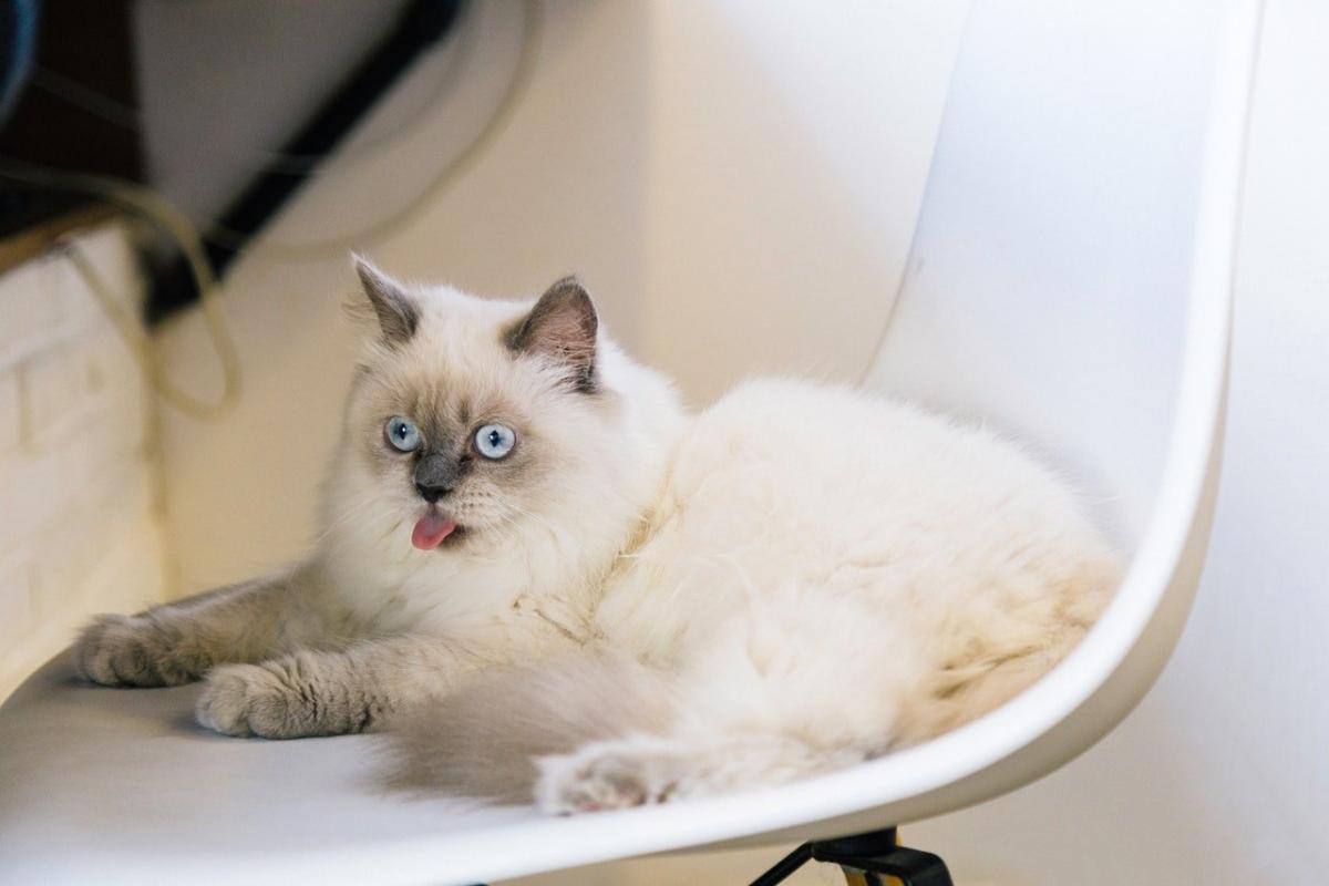 8 мифов о стерилизации кошек | Приют для кошек 