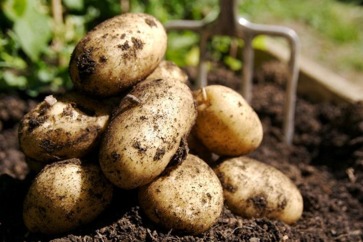 Новые способы посадки картофеля