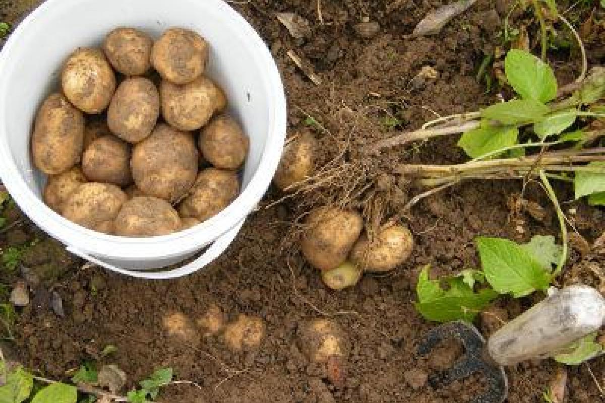 Как вырастить на даче хороший урожай вкусного картофеля