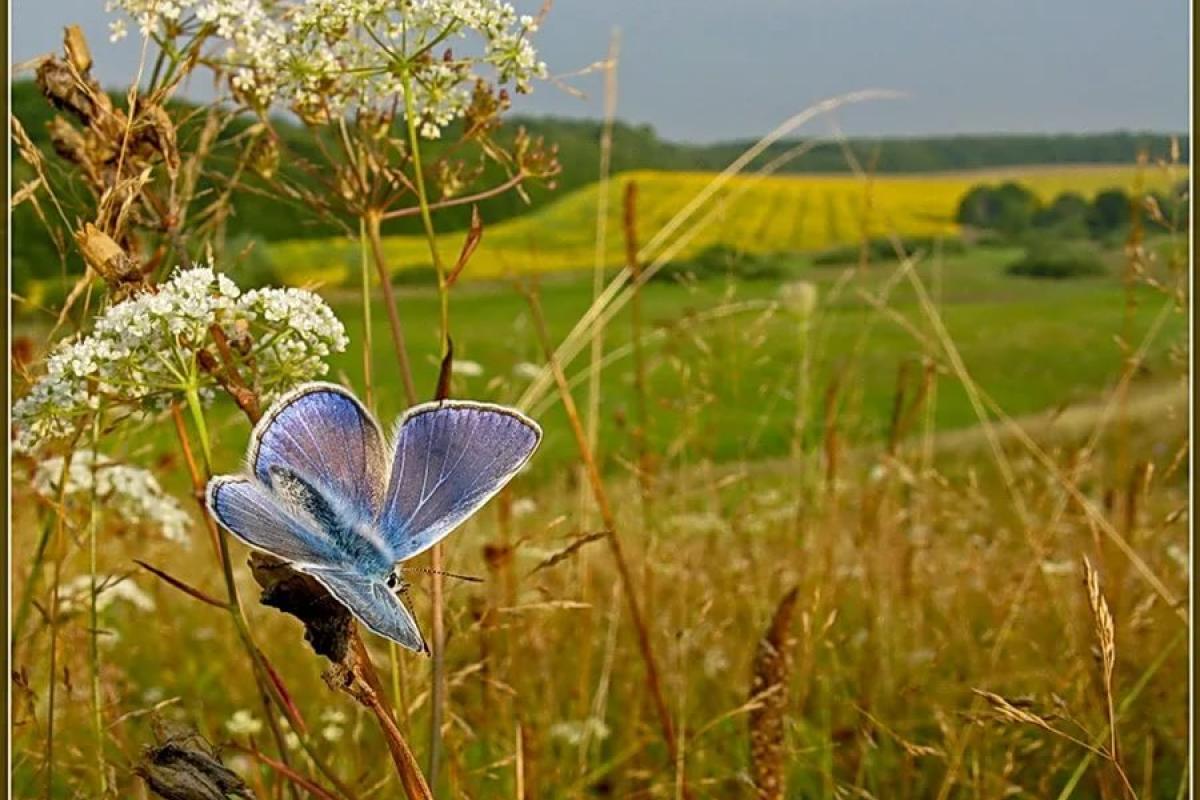 август