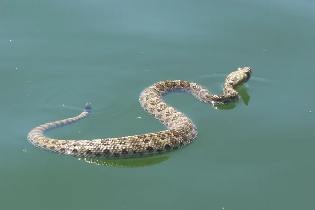 водяной уж