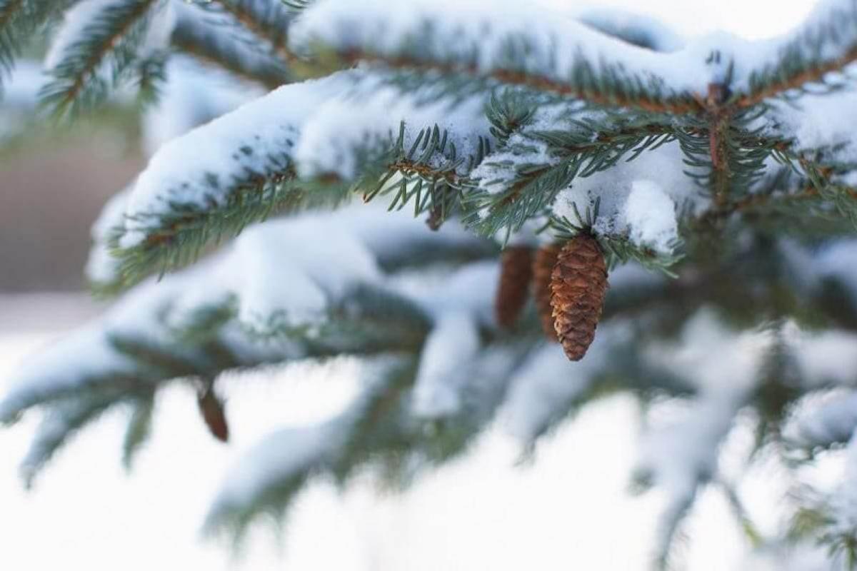 погода в январе