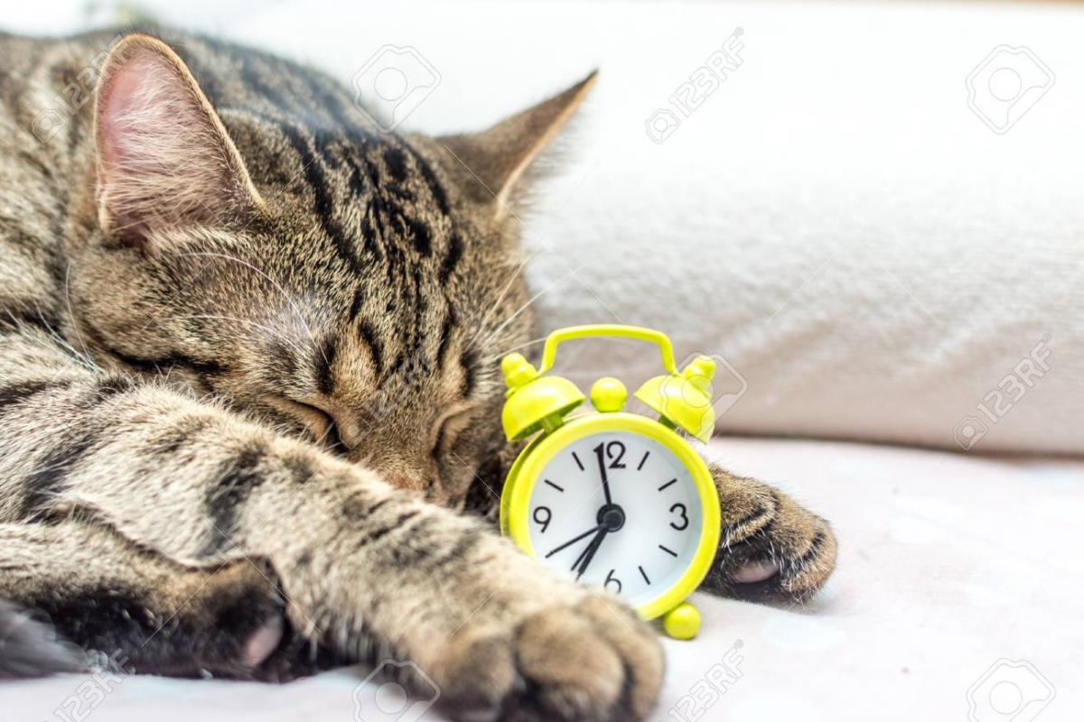 кошка и часы