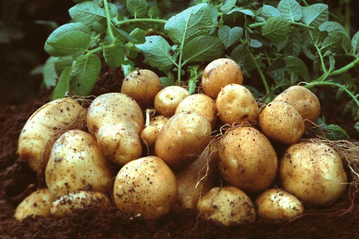 картофель урожай