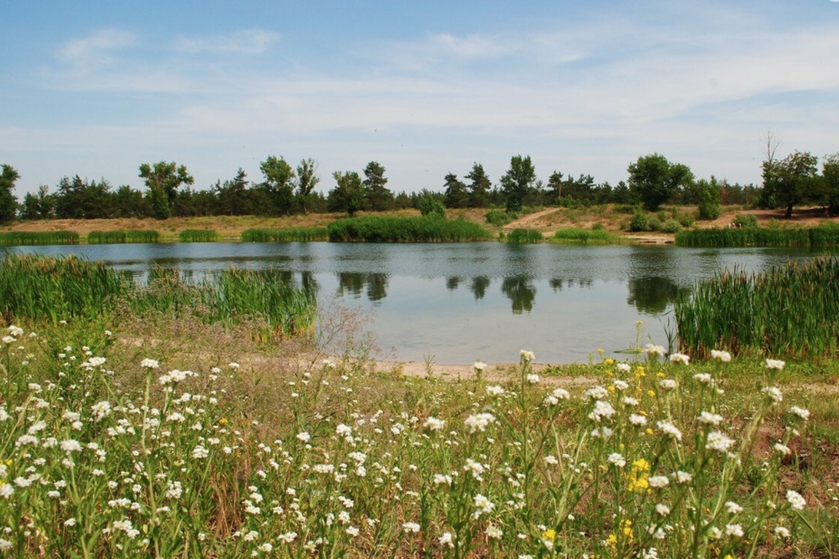 парковое озеро в северодонецке