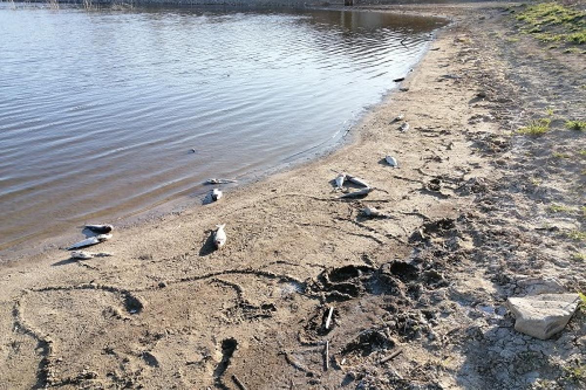 Луганская, водоемы, рыба