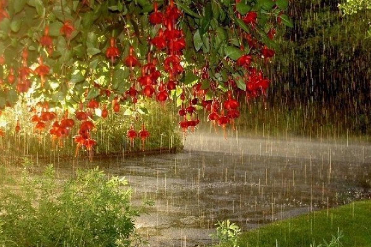 літній дощ