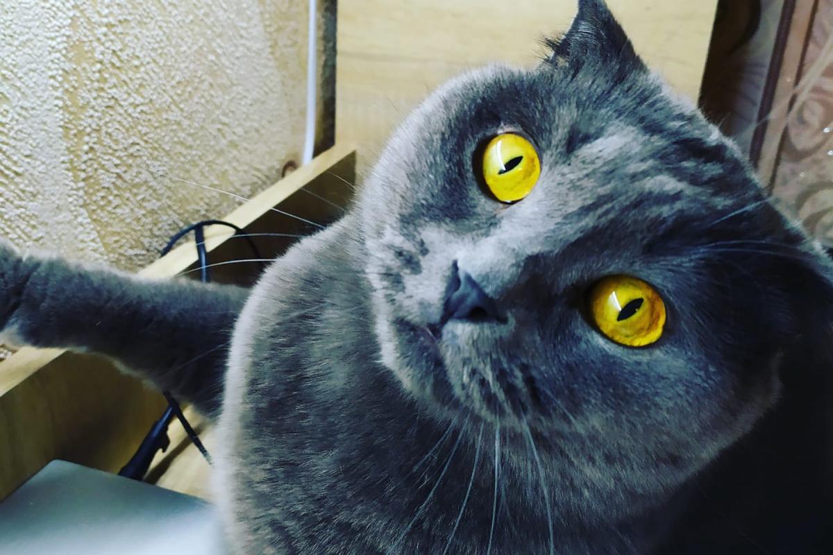 котик