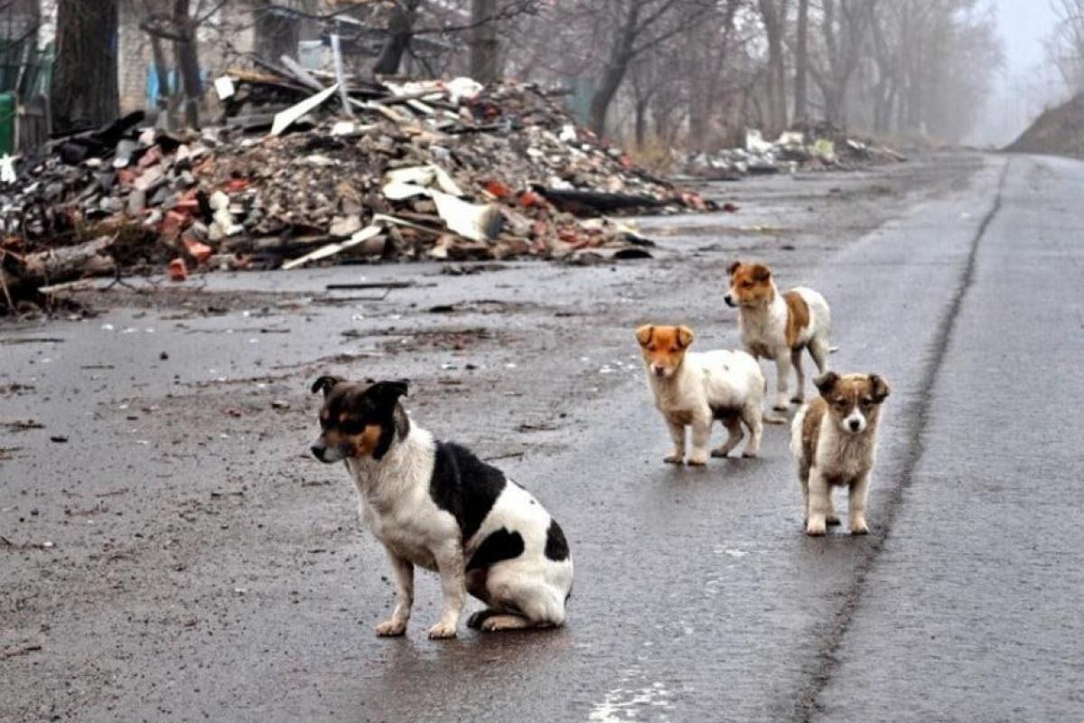 Окупований Донецьк