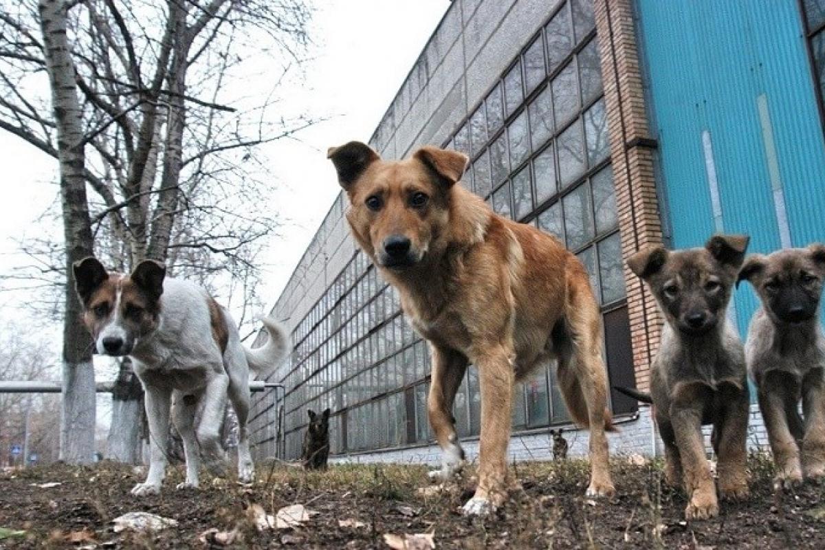 в Алчевську зграї атакують людей і тварин