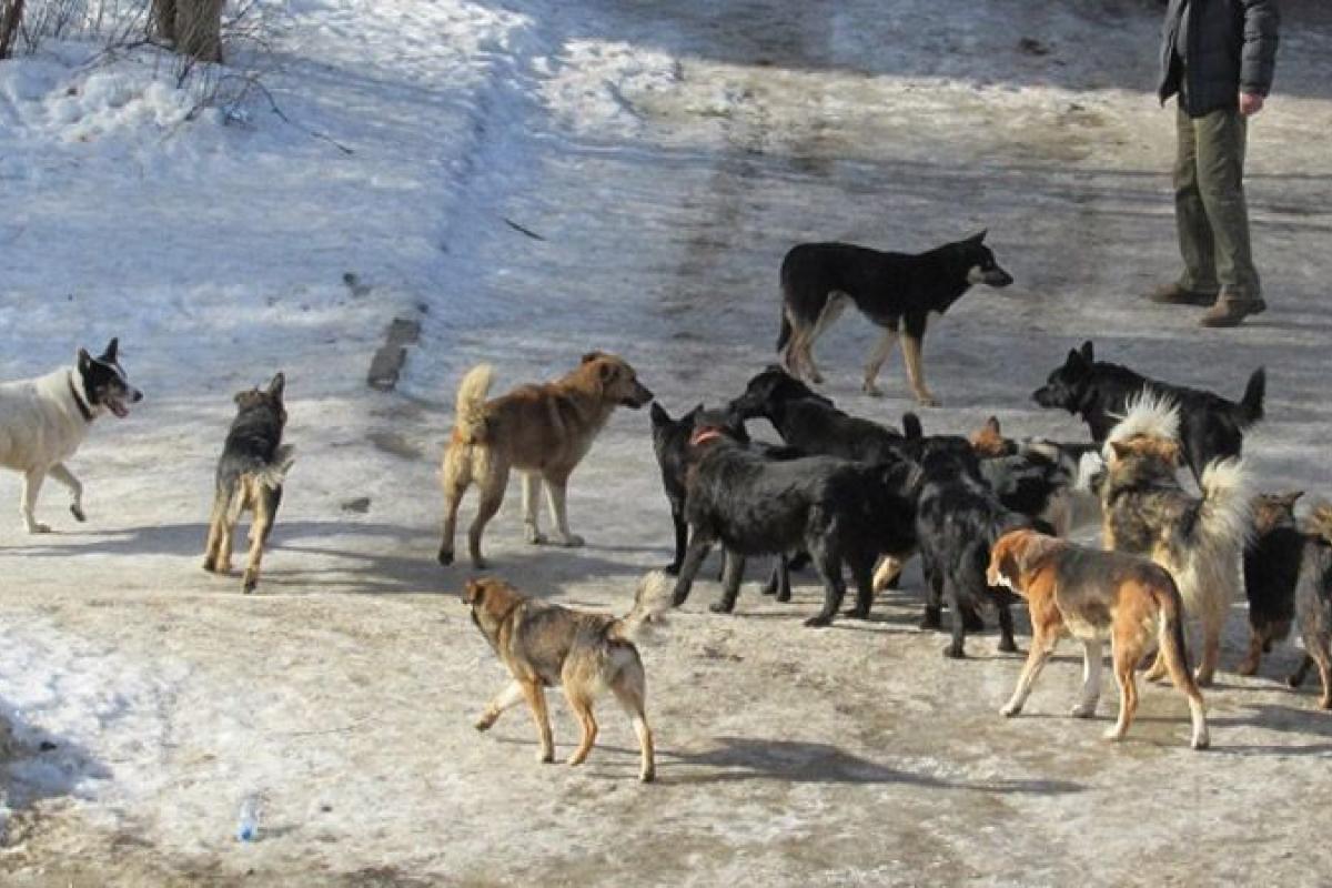 Небезпека на вулицях: мешканці Сєвєродонецька бояться виходити з дому через агресивних собак