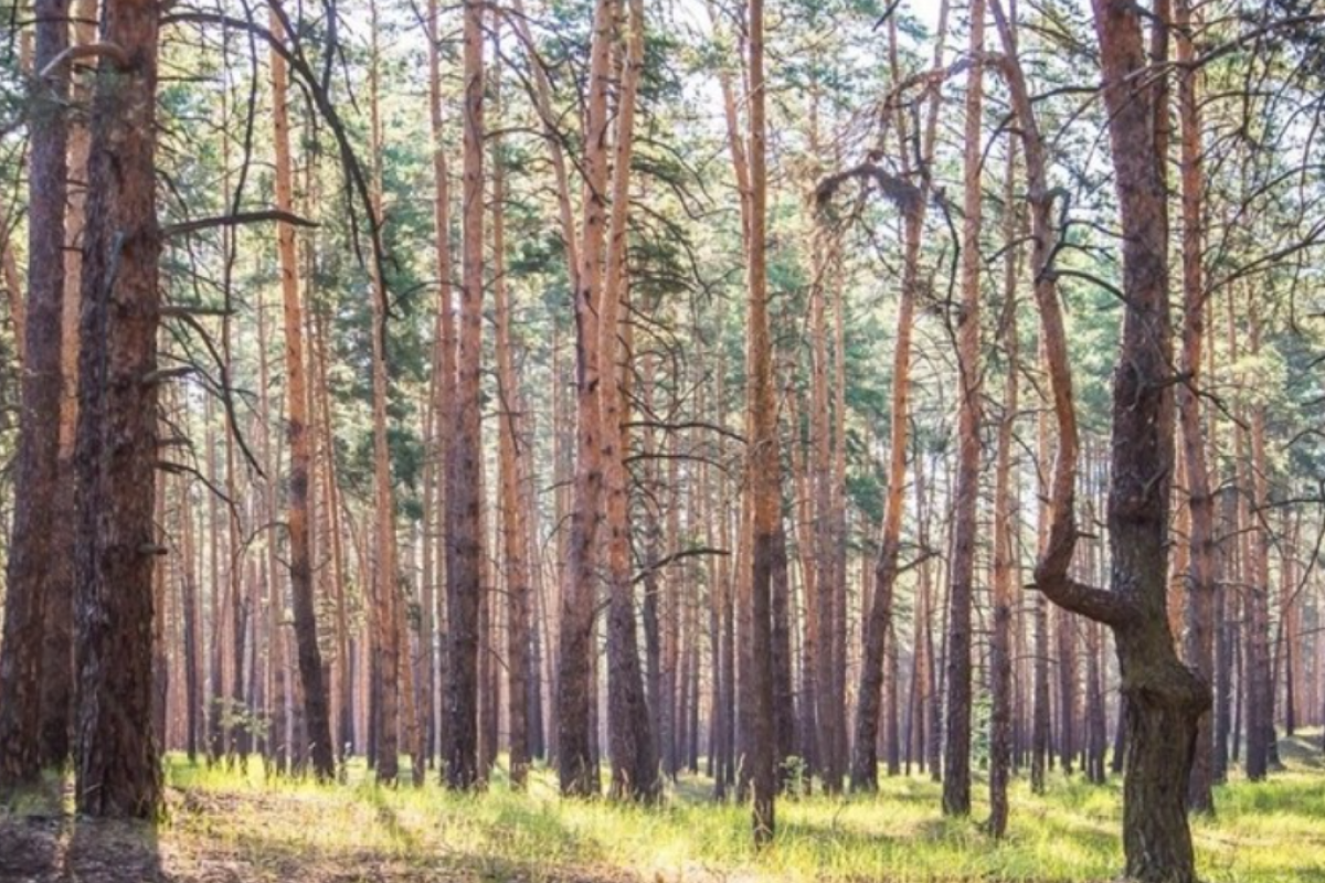Луганская, лес