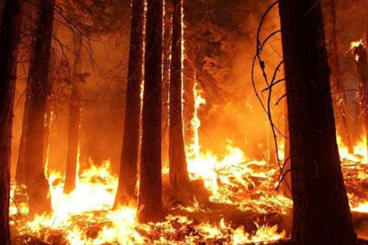 Луганская, лесные пожары