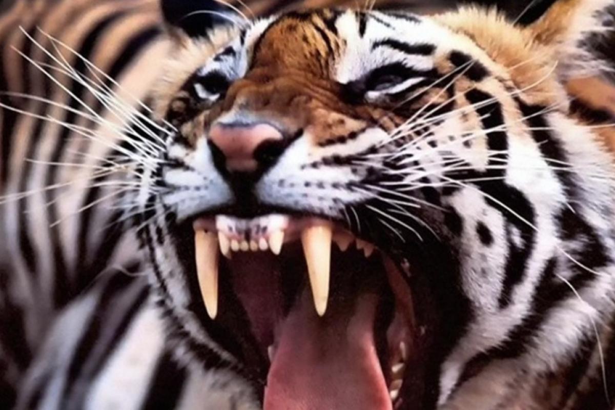 В Черниговской области тигр загрыз работника зоопарка